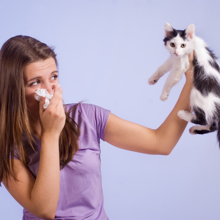 猫アレルギーの原因 症状 治療法 克服方法まとめ Pepy