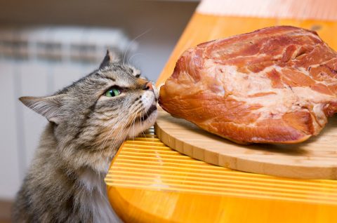 猫　餌　肉