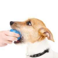 犬の誤飲 症状と対処法まとめ 異物や薬を吐かせる方法は Pepy