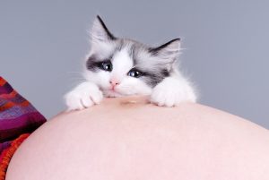 猫　妊娠