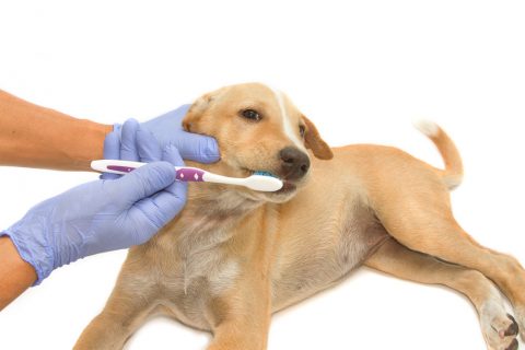 犬＿歯磨き＿歯ブラシ