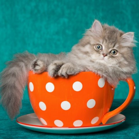 ペルシャ猫の性格や特徴は 人気のチンチラや毛色 値段 手入れ 歴史を解説 Pepy