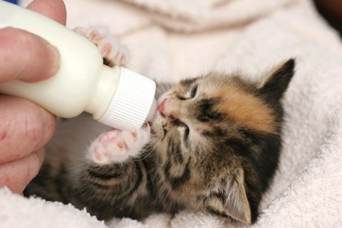 猫＿ミルク