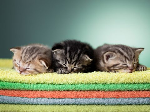 猫　出産　3匹　子猫　タオル