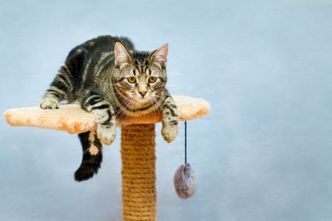 猫　キャットタワー　横たわる