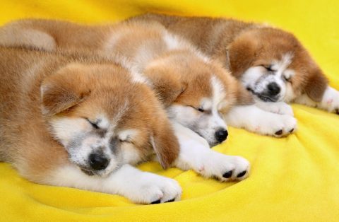 子犬 寝る 睡眠 3匹