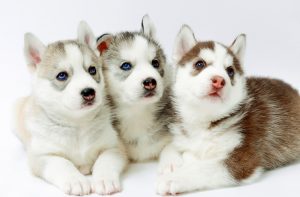 シベリアンハスキー 子犬 3匹