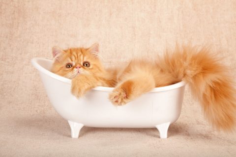 猫お風呂2