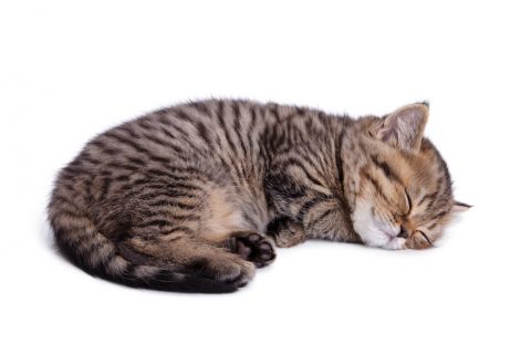 猫のいびきは病気 原因とうるさいときの対策は Pepy