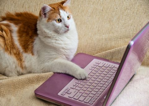 猫 パソコン