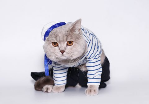 猫＿洋服