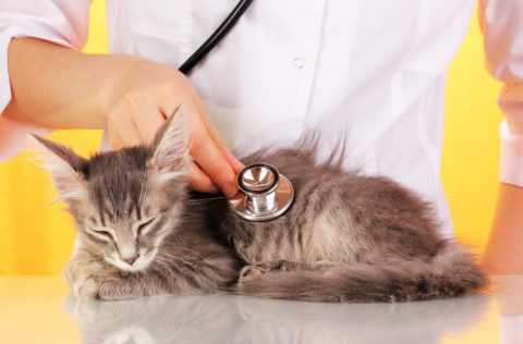 猫のエイズ 症状や感染経路は ワクチン予防接種は 治療方法は Pepy