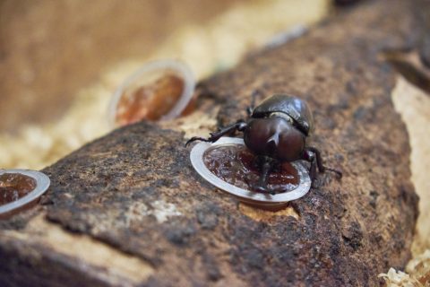 Beetle breeding in summer