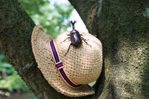 Straw hat and beetle