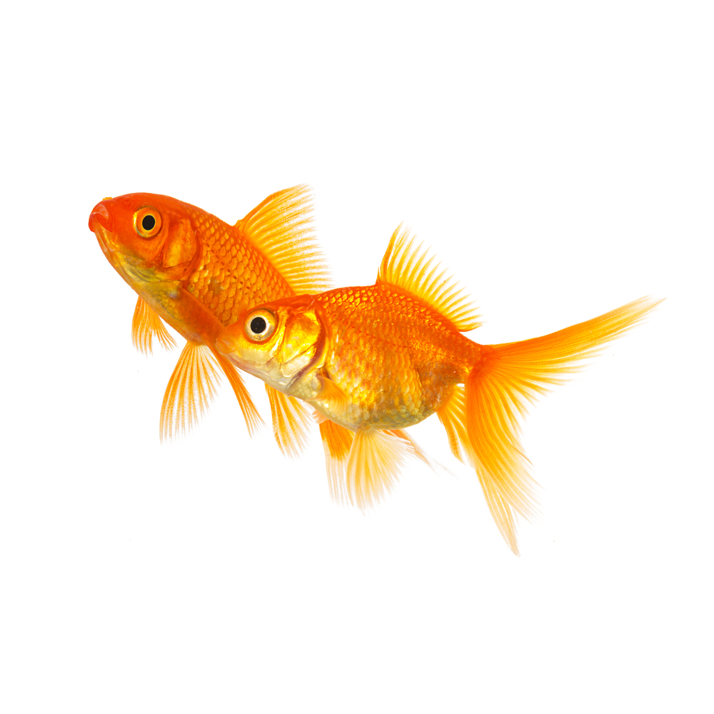 金魚の繁殖 産卵の方法は 稚魚の育て方や餌は 孵化の注意点は Pepy