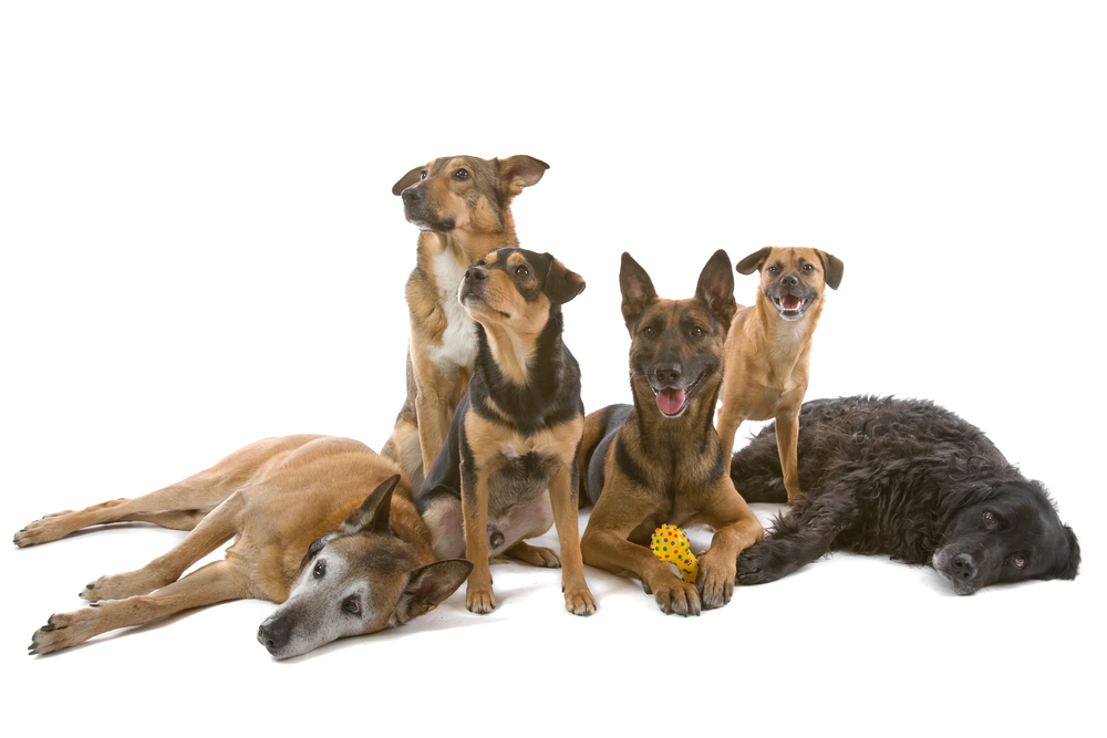 大型犬の種類は 大型犬人気ランキングトップ10とおすすめ35選 飼育の注意点は Pepy