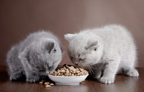 猫　食事　キャットフード