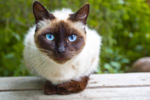 人気猫 シャムの可愛い写真18選まとめ Pepy