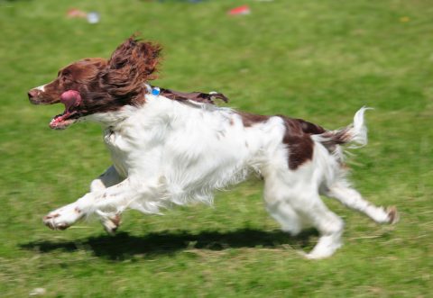 spaniel dog running on green meadow
