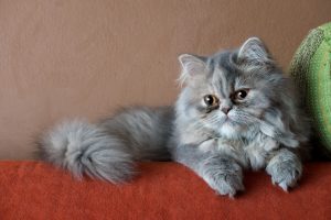 ペルシャ猫