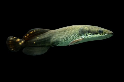 人気の熱帯魚 古代魚 とは 種類別の習性 価格まとめ Pepy