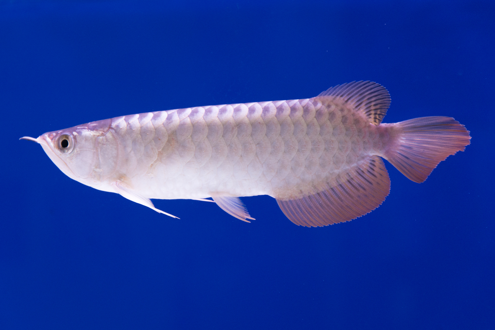 人気の熱帯魚 古代魚 とは 種類別の習性 価格まとめ Pepy