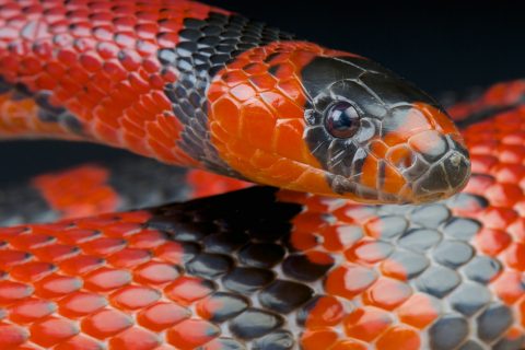 ホンジュランミルクスネーク　蛇