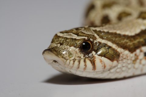 セイブシシバナヘビ　蛇