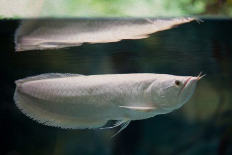 シルバーアロワナの習性は 繁殖や産卵条件 稚魚の育て方は Pepy