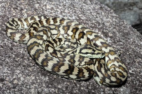 コースタルカーペットパイソン　蛇
