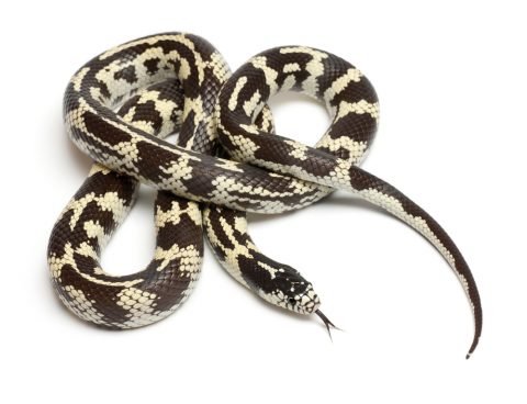 蛇をペットとして飼いたい 種類は おすすめ6選 Pepy