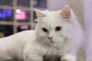 人気猫 ペルシャの可愛い写真選まとめ Pepy