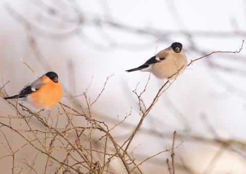 鳥のウソの特徴は 生態や分布 鳴き声は Pepy
