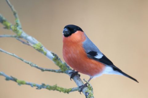 鳥のウソの特徴は 生態や分布 鳴き声は Pepy