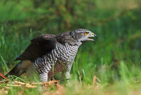 Photo of northern goshawk standing on the ground in forest clearing