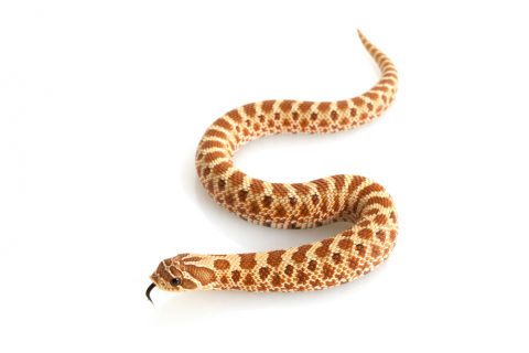 セイブシシバナヘビ1