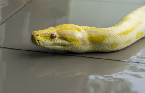 インドニシキヘビ1