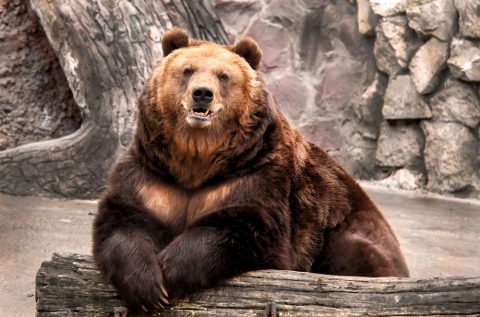 熊 クマ はどこに住んでるの 動物園で会える 餌は Pepy