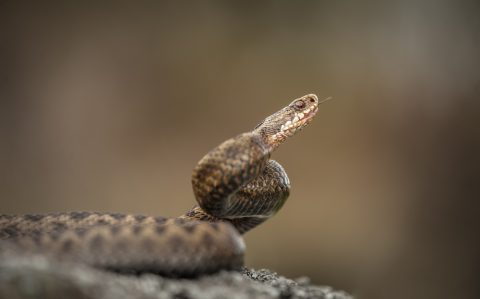 ヨーロッパクサリヘビ4