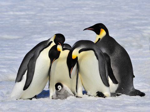 ペンギン8