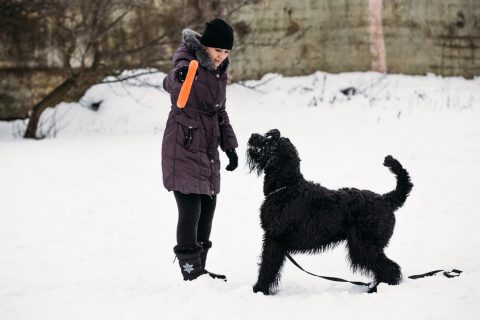 Education of dogs giants schnauzer. Gomel, Belarus