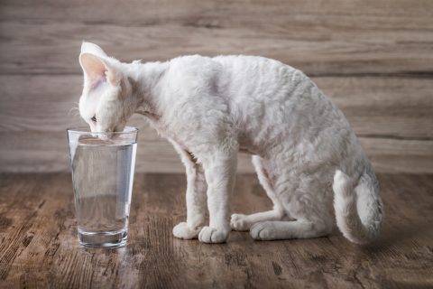 A white little cat drinking water from a glass