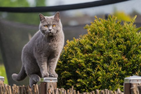 Pretty british shorthair cat standing on a post of the garden fence.