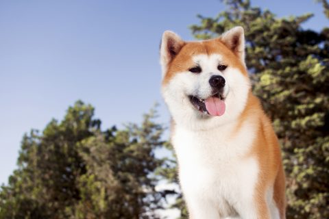 Japanese akita dog portrait