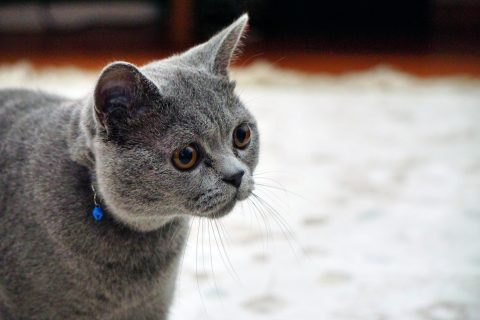Cute British Shorthair cat with grey fur and amber eyes close up view with bowtie and goggles