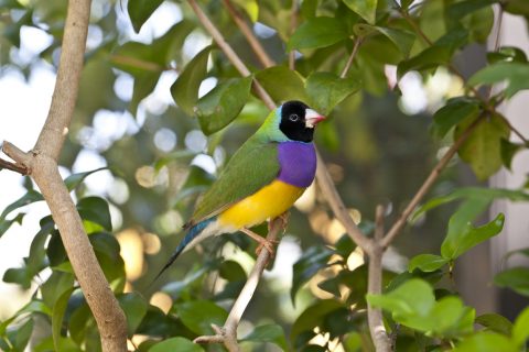 Lady Gouldian finch perched in the early morning