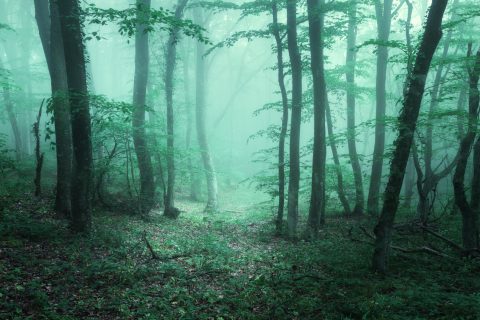 Mysterious dark forest in fog with green leaves and trail