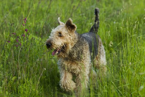 Dog. Airedale.