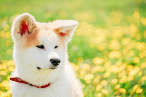 Akita Dog or Akita Inu, Japanese Akita Puppy