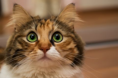 Closeup of cat face with green eyes.